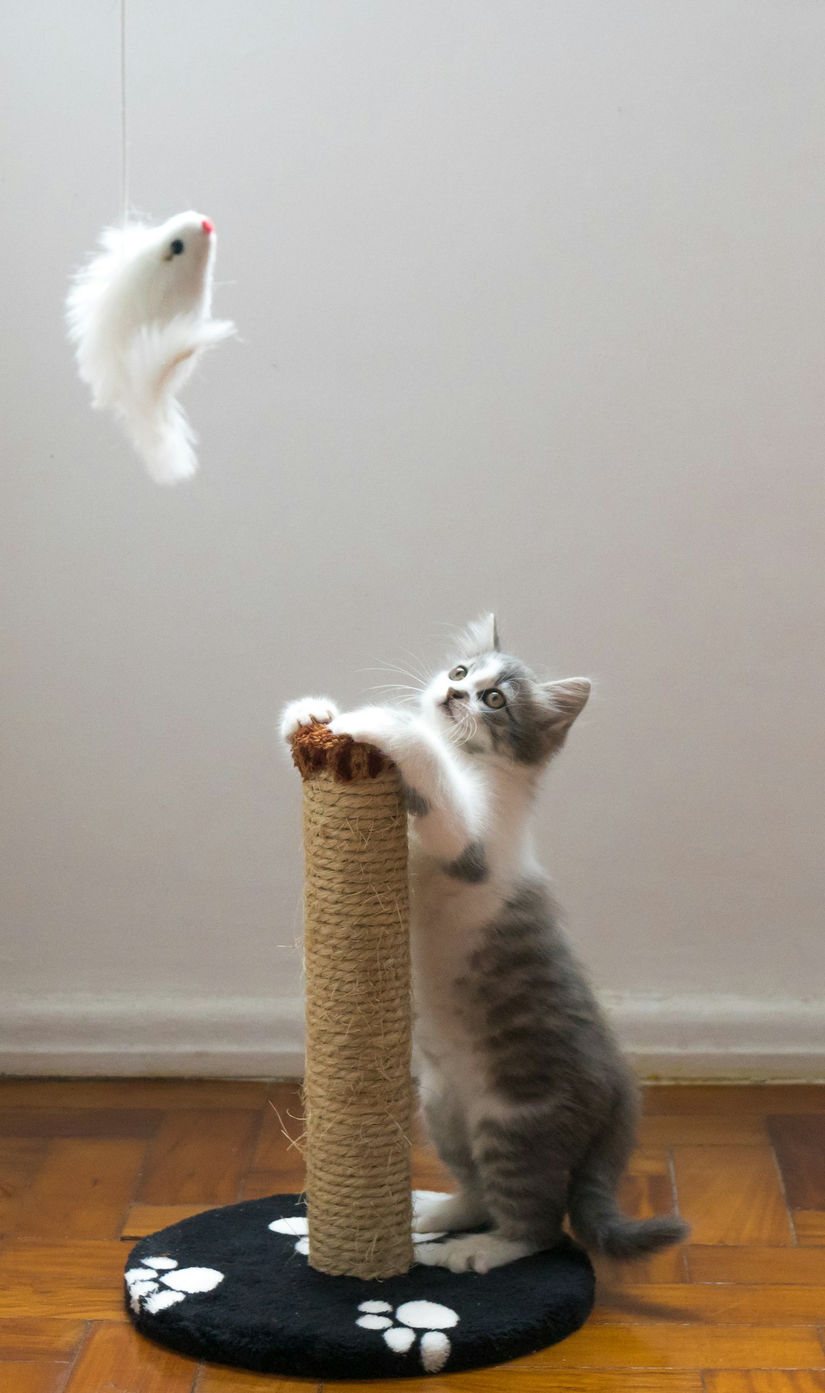 A playful kitten