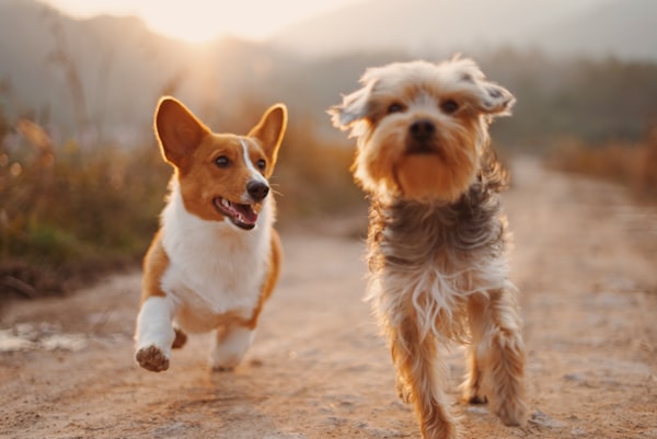 Two dogs running together at sunset