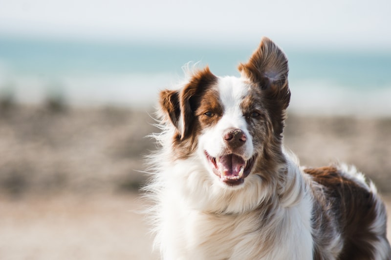 A happy dog at the beach