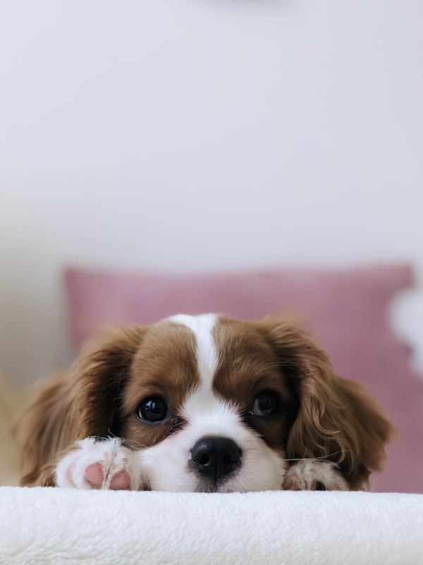 A puppy resting on a blanket